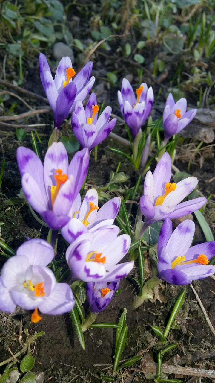 Queen of Spring