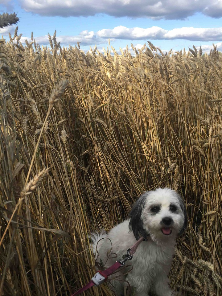 cute dog in a field