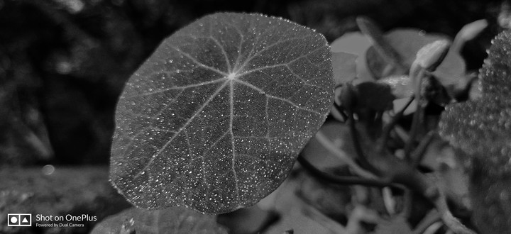 dark is black