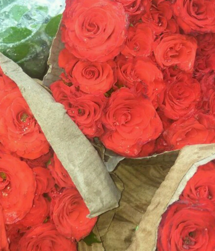 Roses