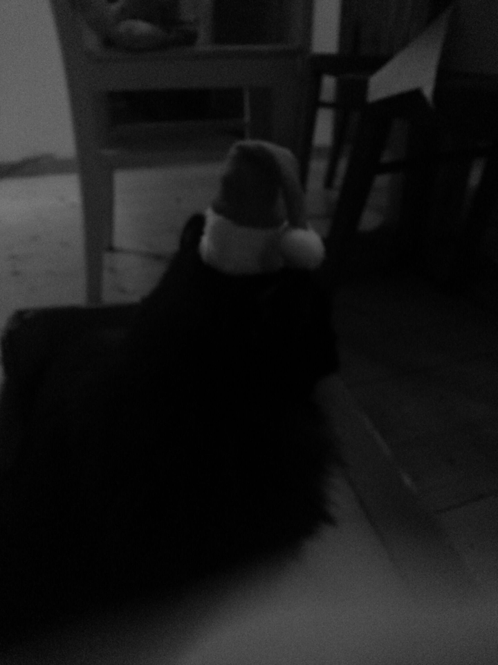 christmascat;)