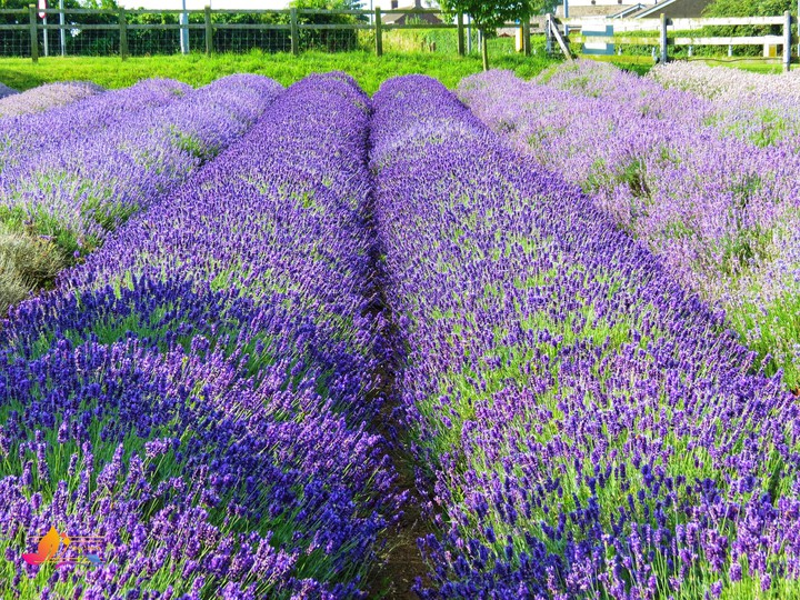 lavender