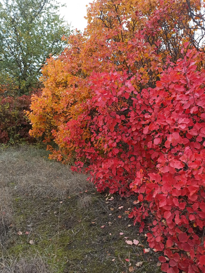 autumn
