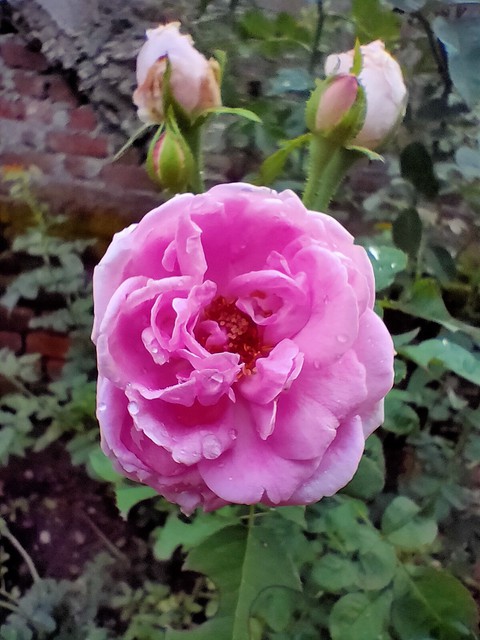 pink panther