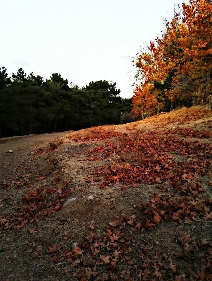 autumn is here