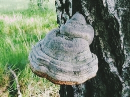 amadové
