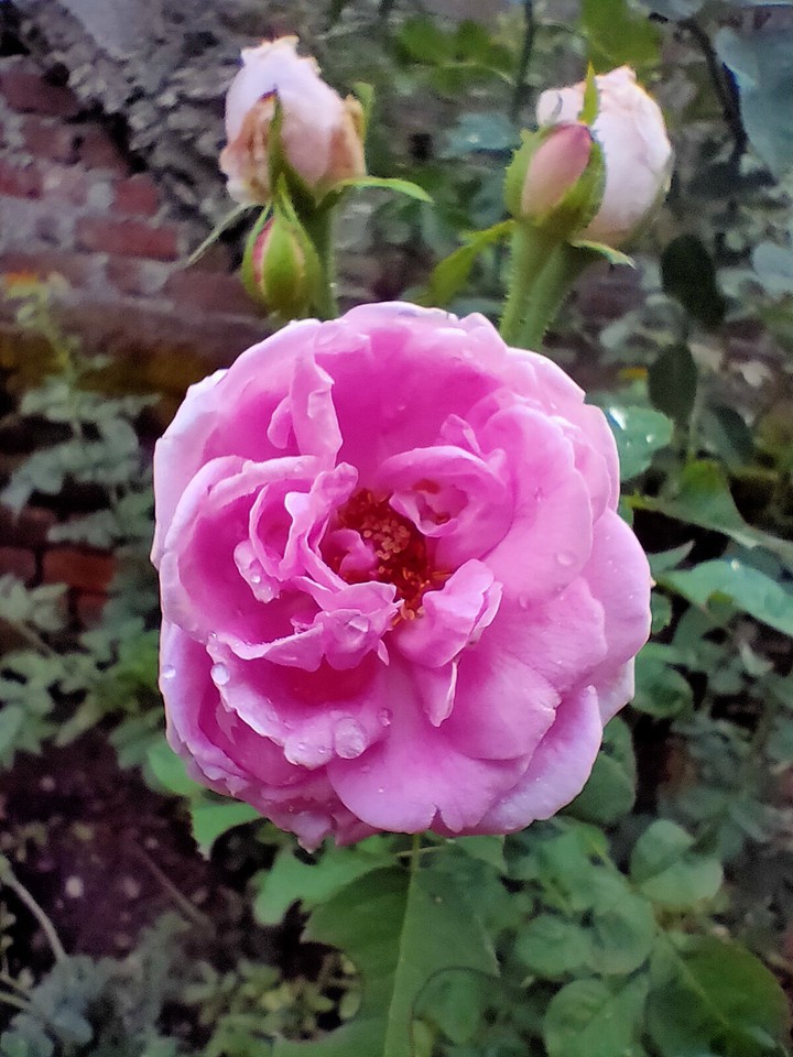 pink panther