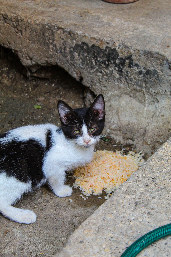 cat while eating