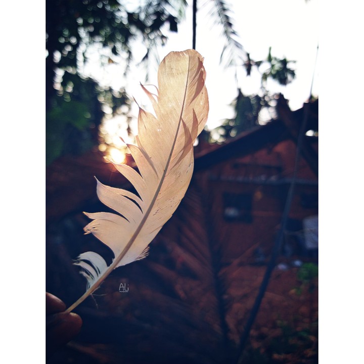 #feather_