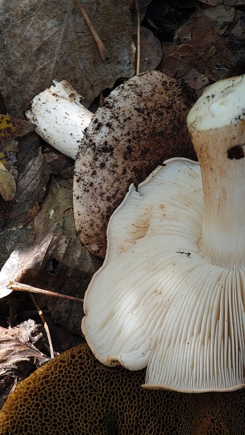 agaricaceae, bolete achtergronden