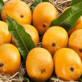 Mangoes