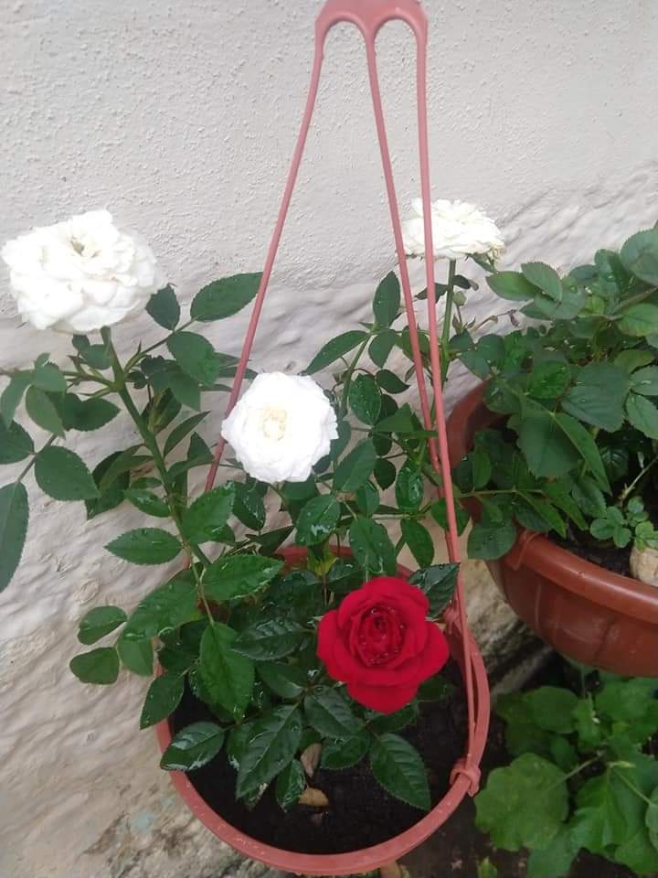 minha vida