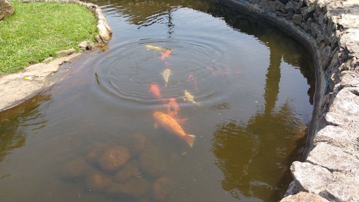 peixes