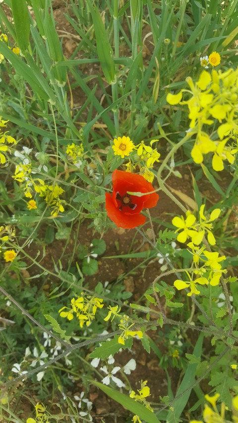 тапети flower, grass