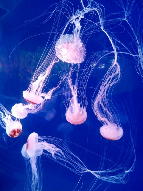 medusas color rosa