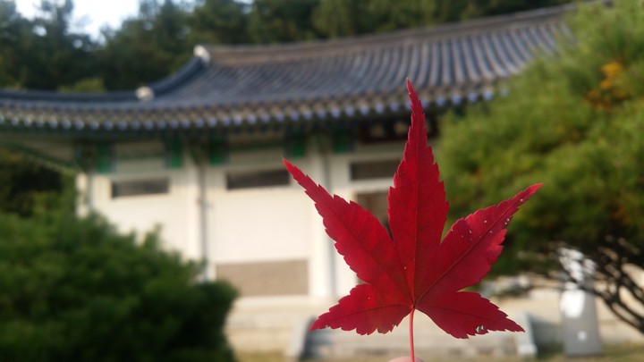 red leaf and hanok