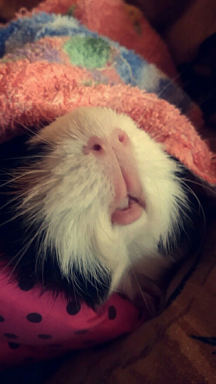 guinea pig