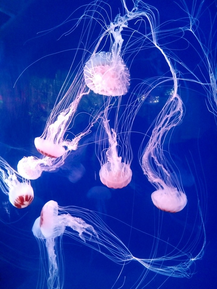 medusas color rosa