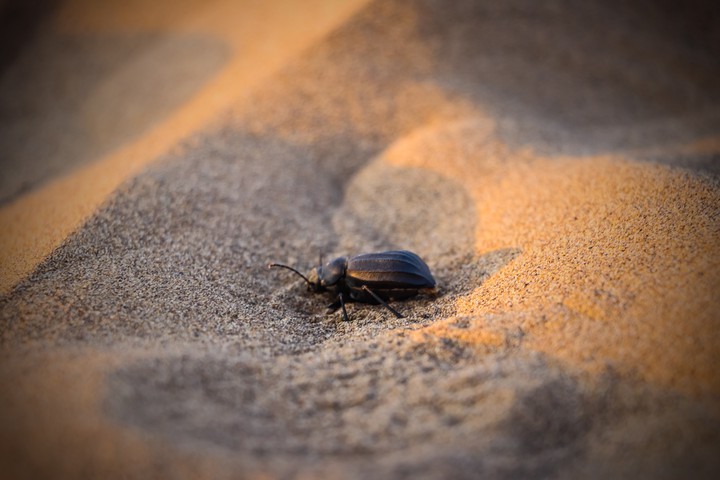Maranjab desert, Iran