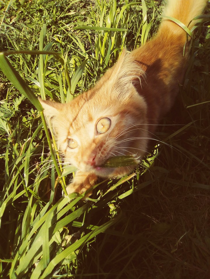 котейка