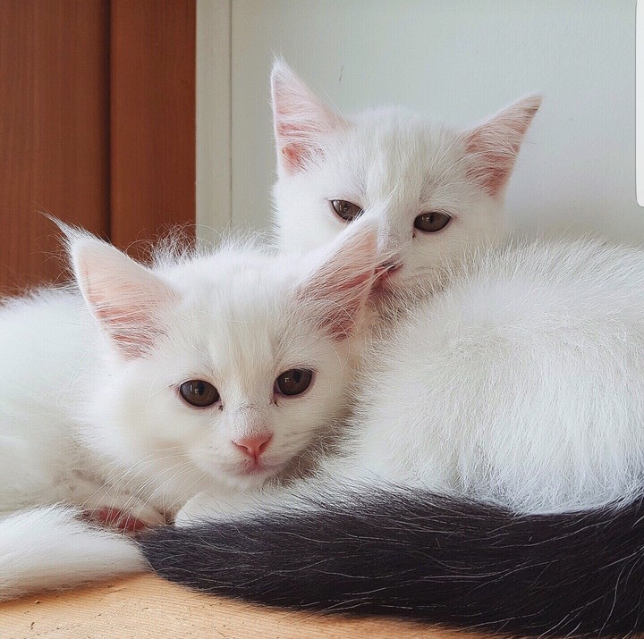 아기 고양이