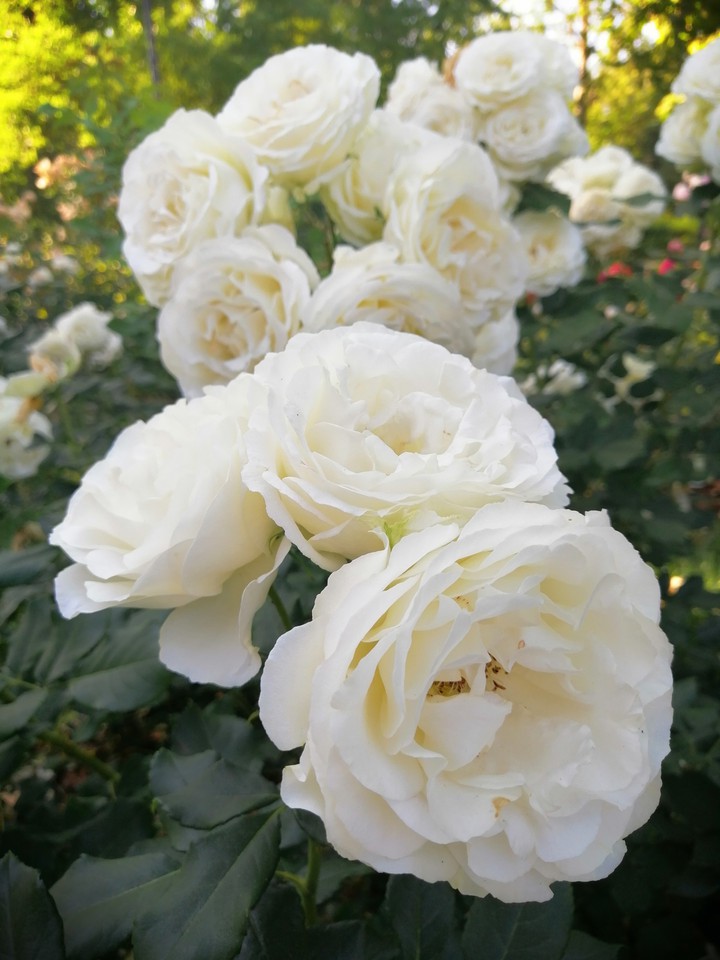 White roses