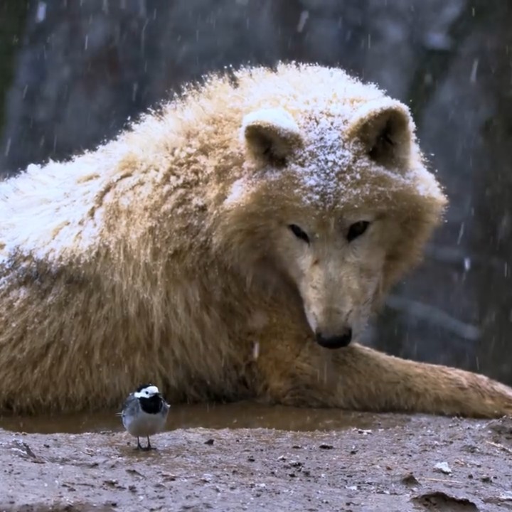 обои wolf, snout