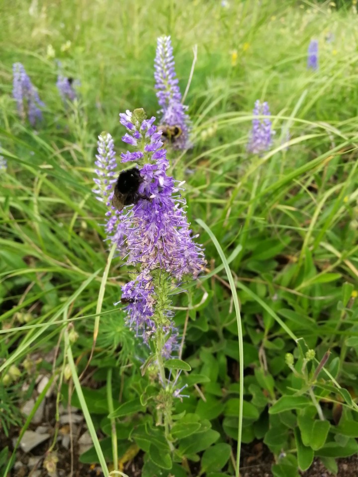 Bee and flower
