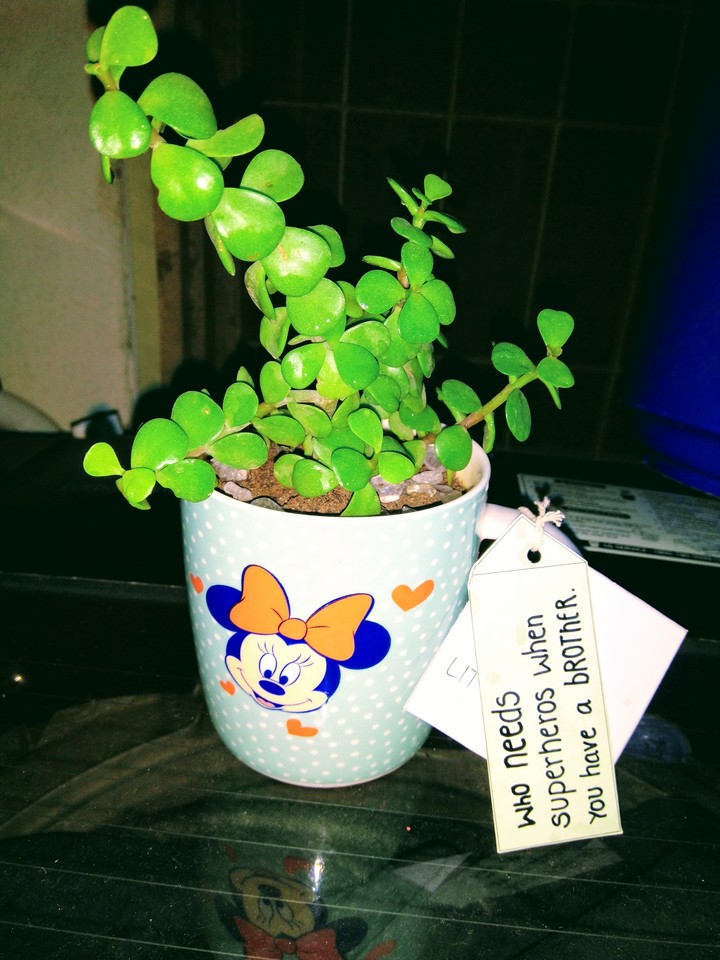 little plants