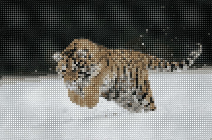 tiger