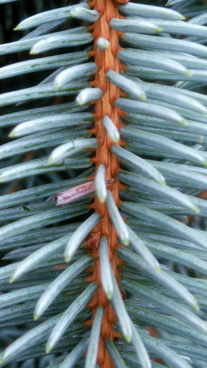 needles•