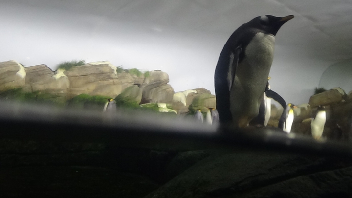 penguins