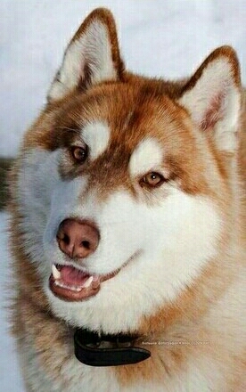 Haski