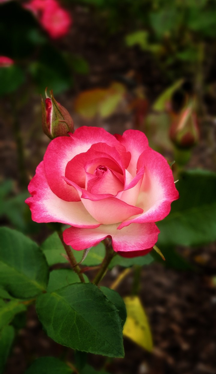 Rose