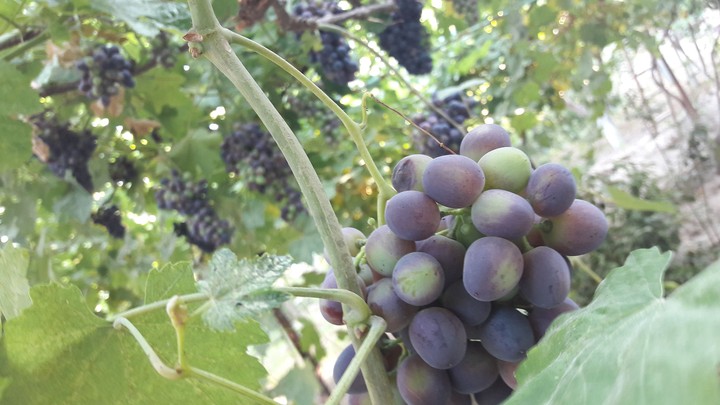There is a little time to ripe