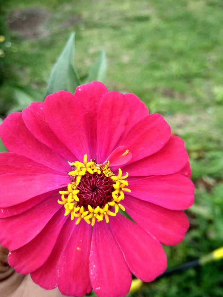 beautiful flower for beautiful soul