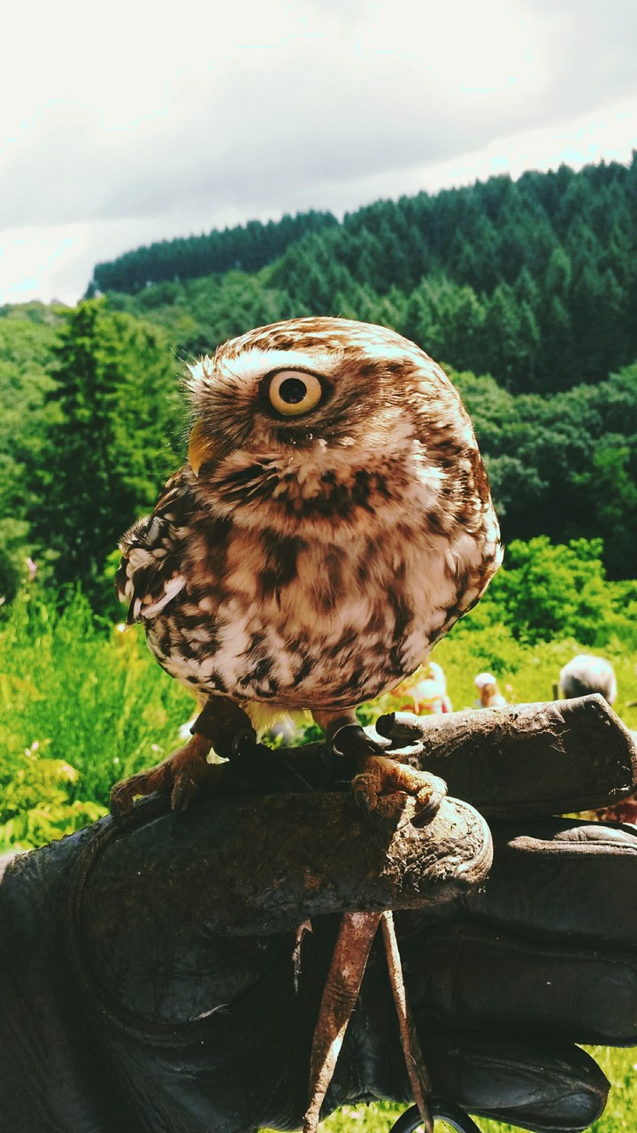 Owl