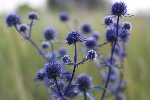 thistle.