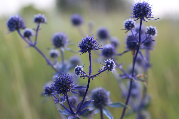 thistle.