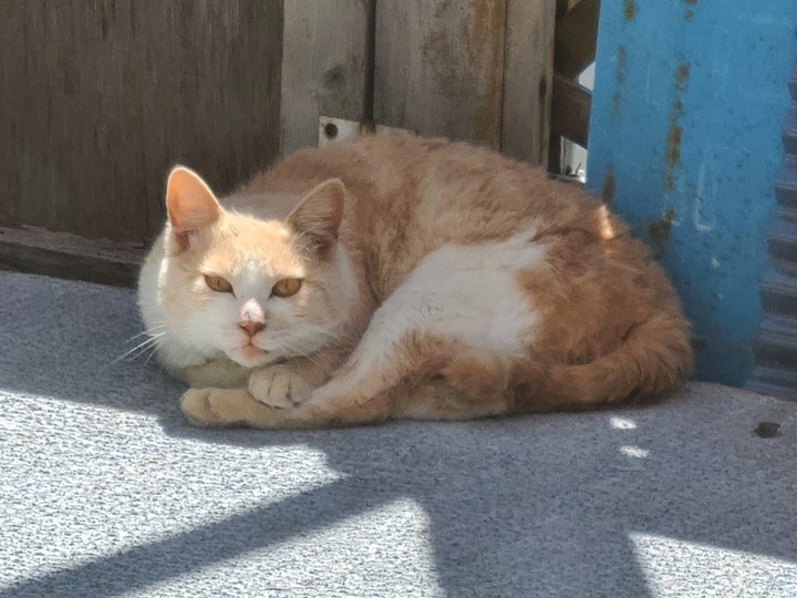 野良猫が見つけた場所