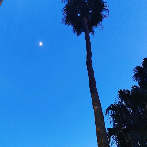 luna, tú qué sabes dónde está! que no vuelva!