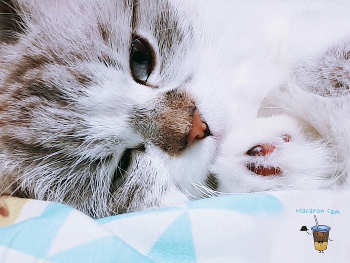 냥이