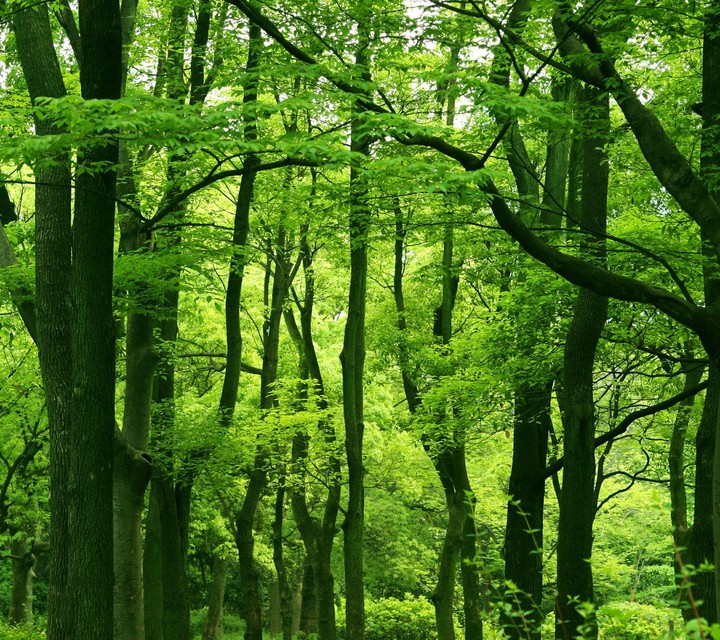 Forest
