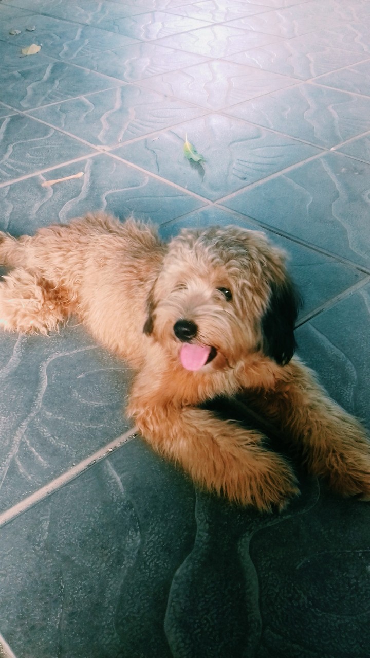 Dog