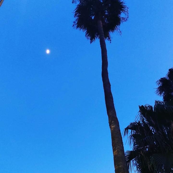 luna, tú qué sabes dónde está! que no vuelva!