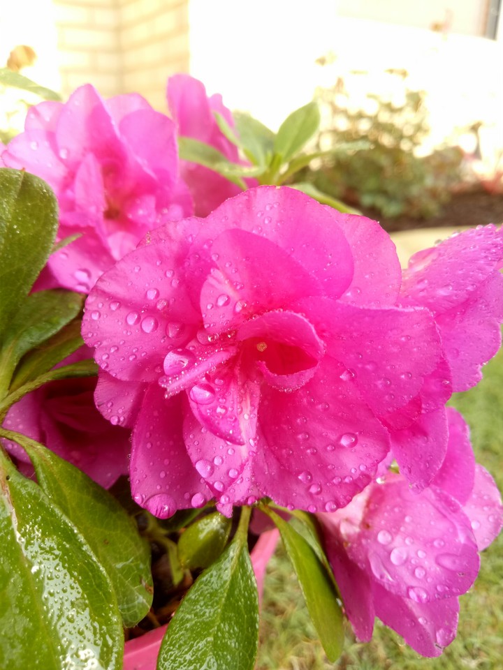 Azalea flower