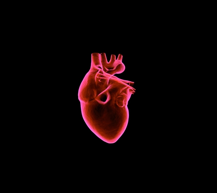 Heart