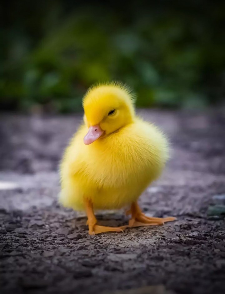 Duckling