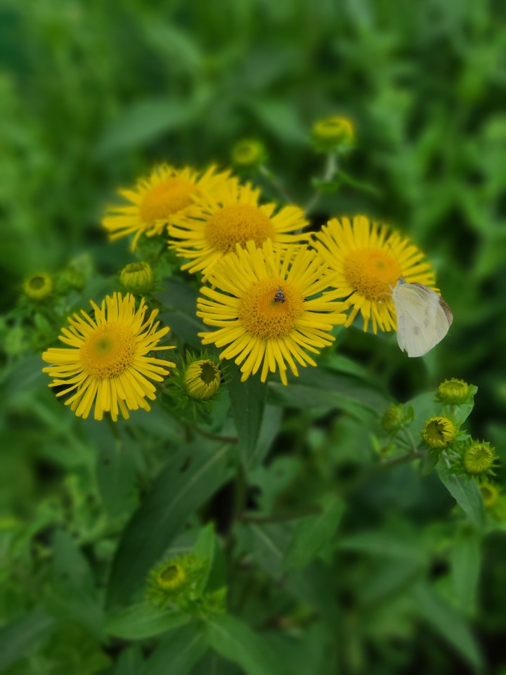 butterfly