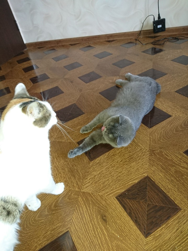 мои мурлыки